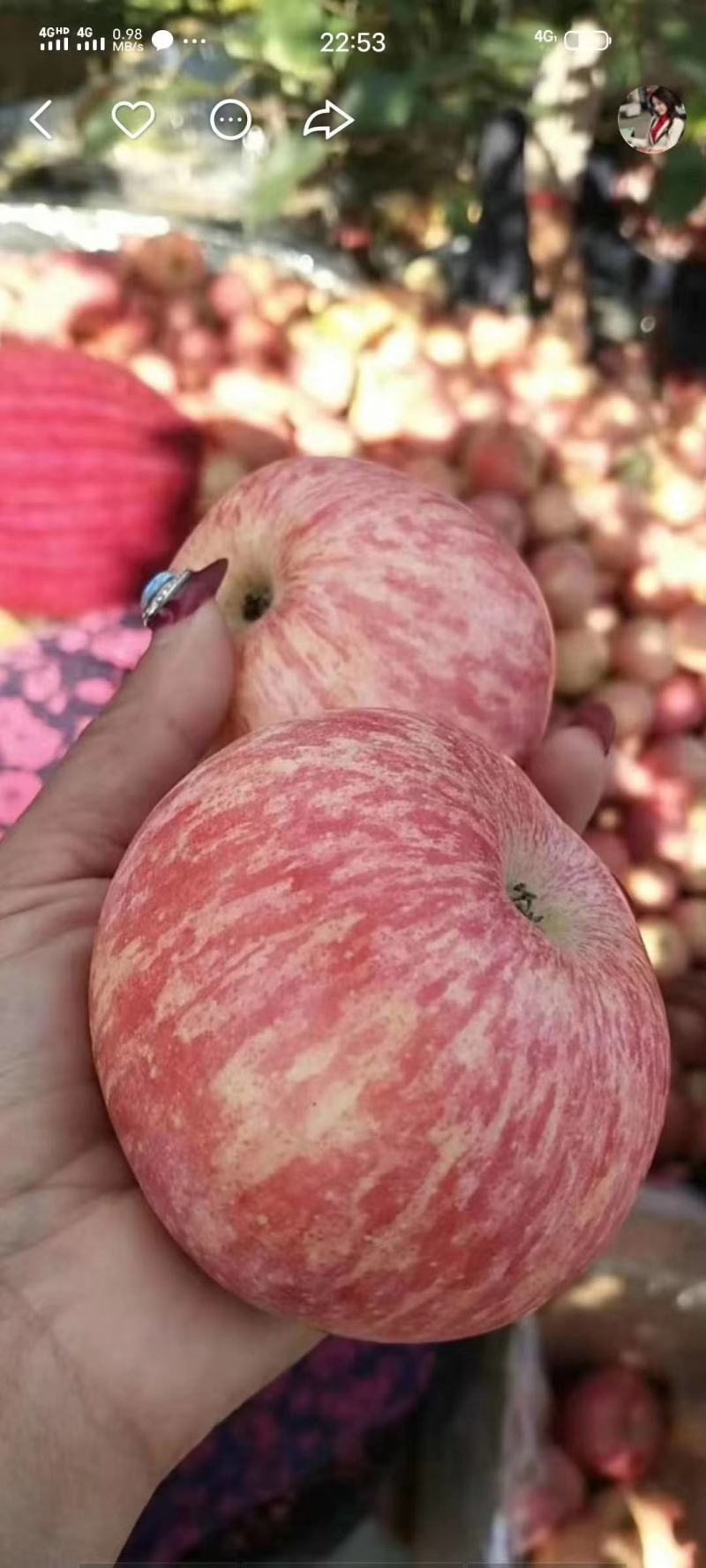 美八苹果产地直销质量好规格齐全商超精品属于低价好货