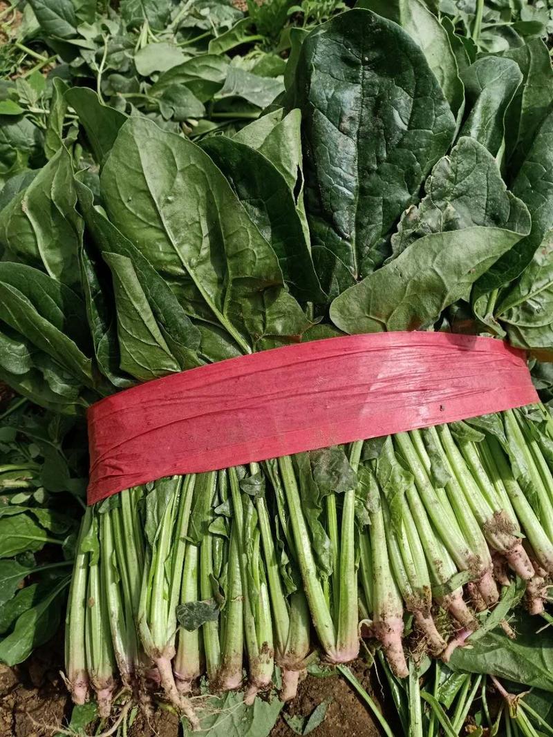 叶菜类，菠菜大量上市，产地，青海西宁湟中区