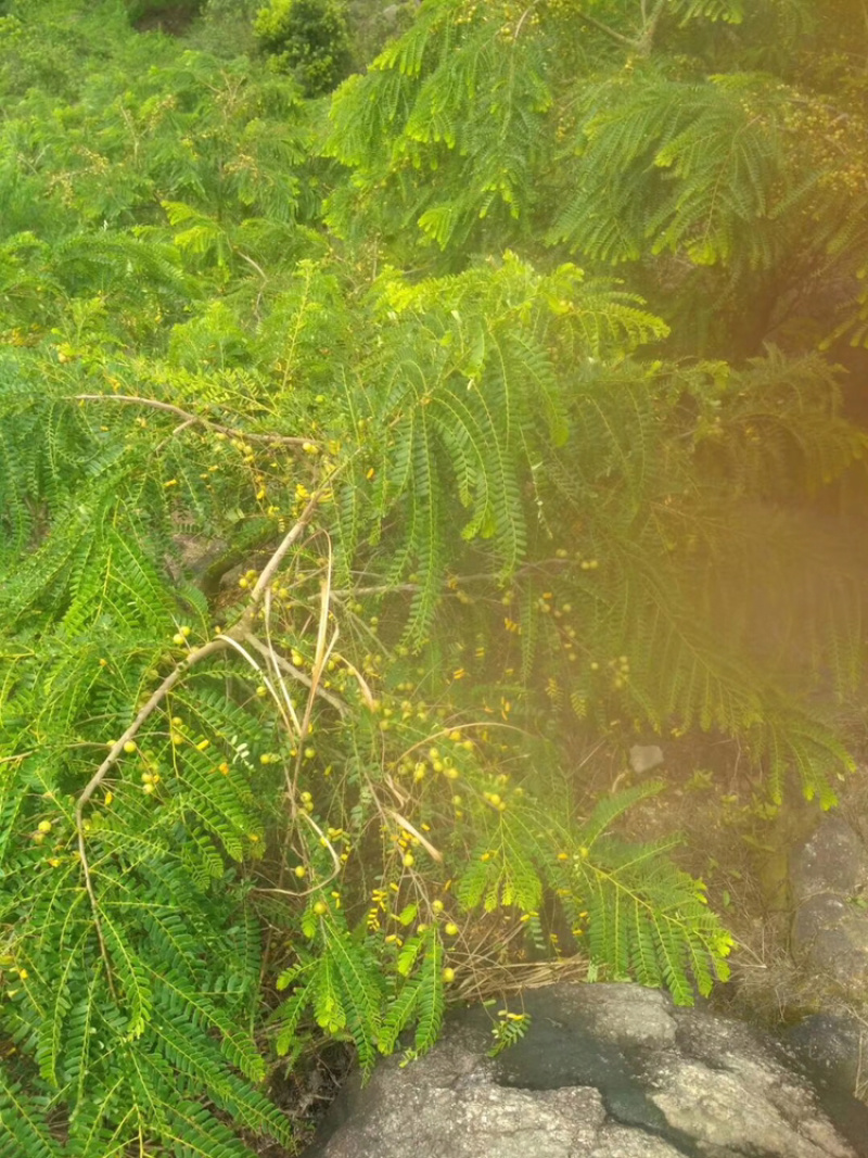 广东汕头高山大量出产油柑支持电微商一件代发