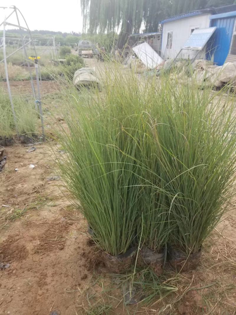 细叶芒，基地直销，常年供应各种绿化苗木。