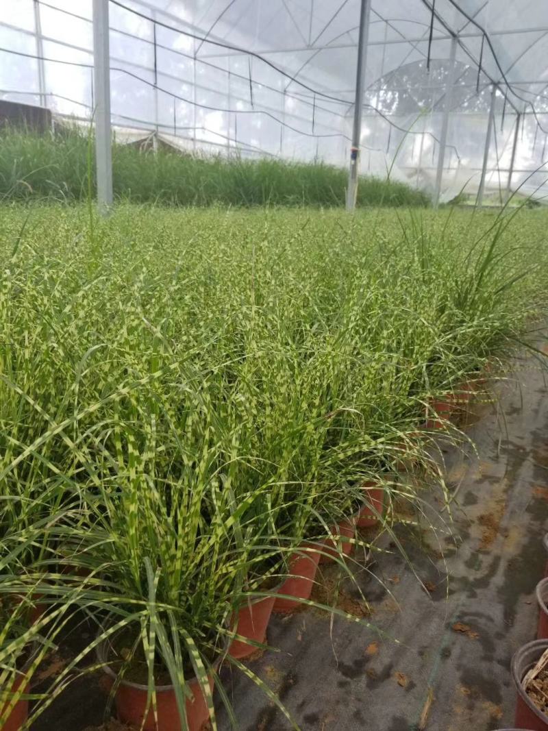 斑叶芒，花叶芒，晨光芒。草生植物齐全，常年销售各种绿化苗