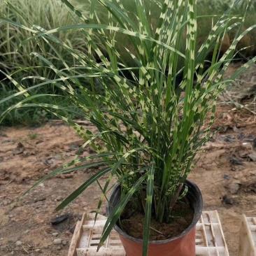 斑叶芒,花叶芒,晨光芒。草生植物齐全,常年销售各种绿化苗
