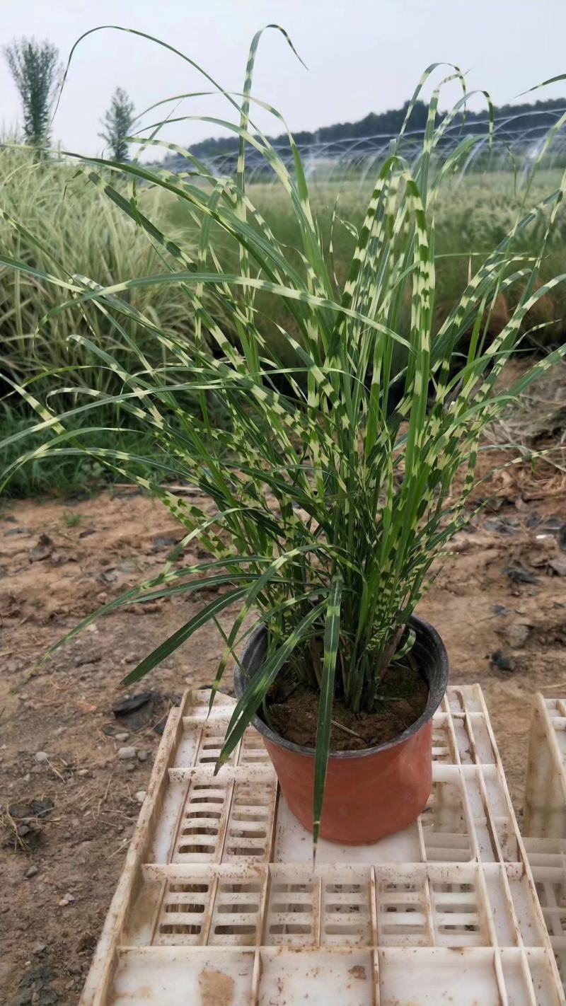 斑叶芒，花叶芒，晨光芒。草生植物齐全，常年销售各种绿化苗