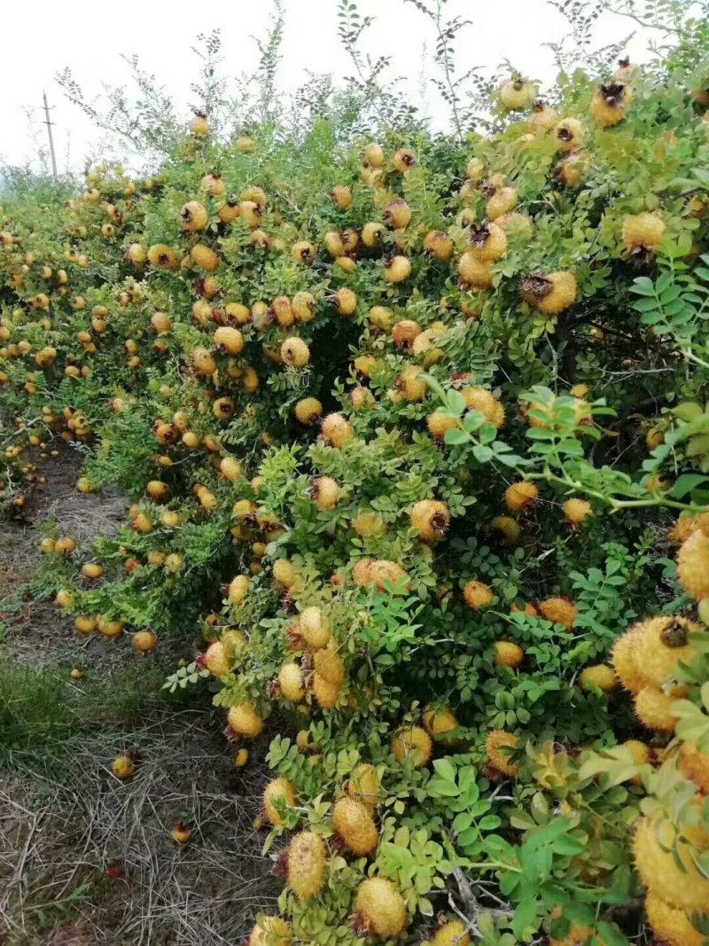 刺梨花八月瓜苗