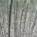 凤凰木苗（米径3-8cm），需要的朋友联系