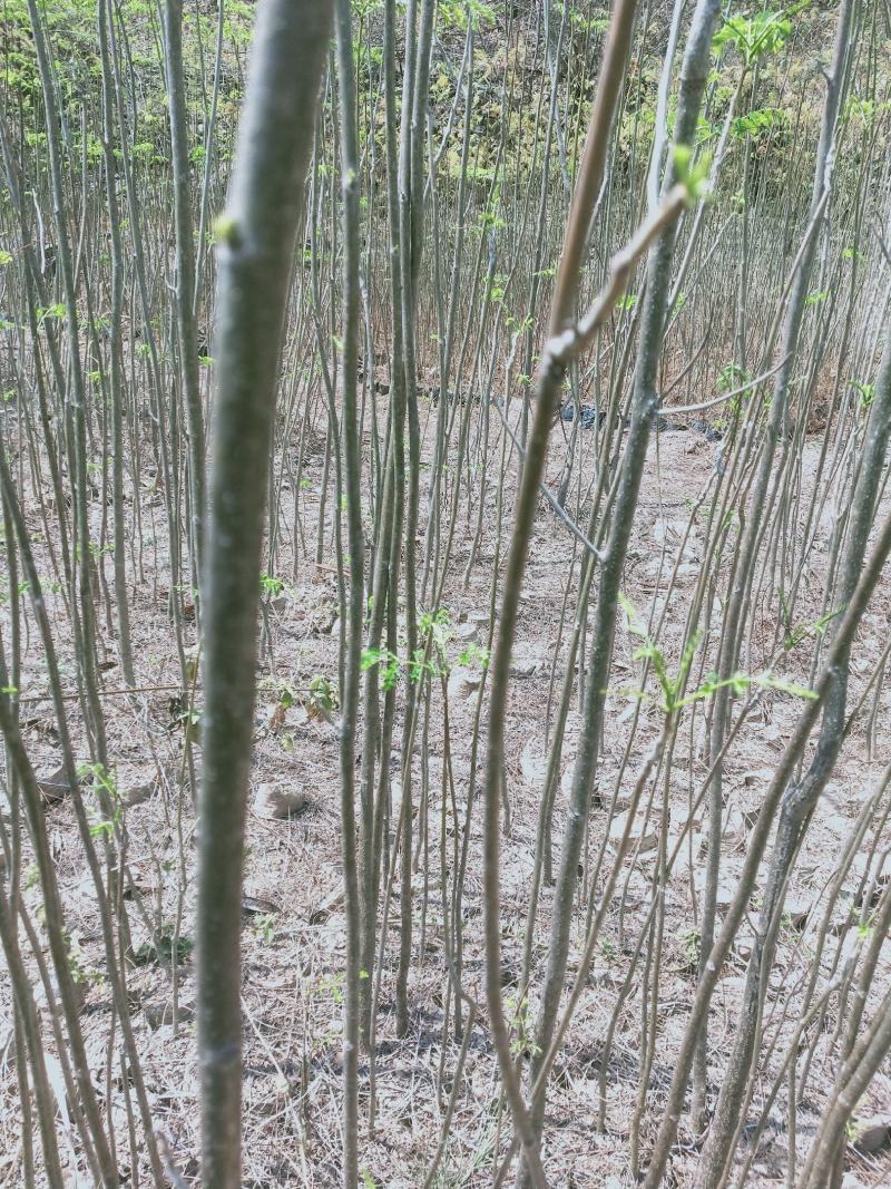 凤凰木苗（米径3-8cm），需要的朋友联系