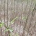 凤凰木苗（米径3-8cm），需要的朋友联系