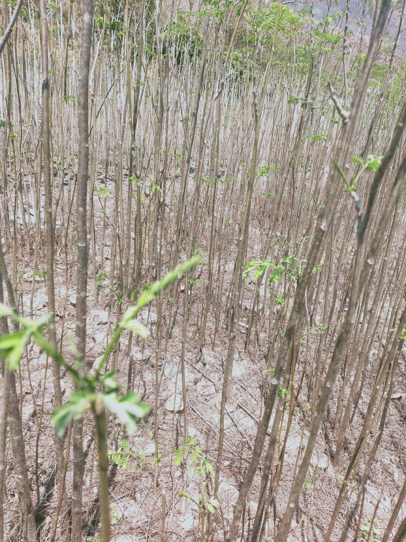 凤凰木苗（米径3-8cm），需要的朋友联系