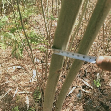 凤凰木苗（米径3-8cm），需要的朋友联系