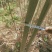 凤凰木苗（米径3-8cm），需要的朋友联系