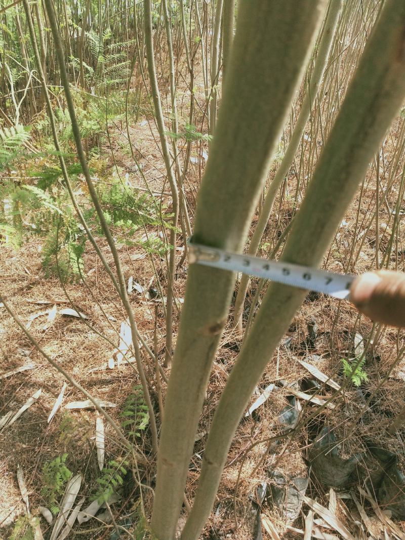 凤凰木苗（米径3-8cm），需要的朋友联系