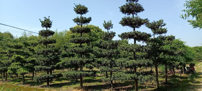 罗汉松小叶中叶造型，庭院苗木，欢迎老板实地下单