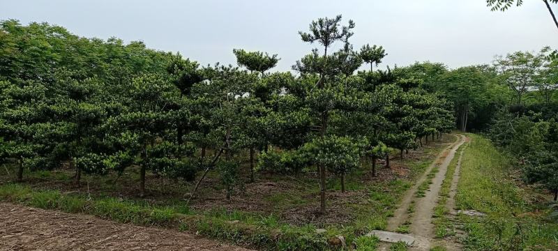 罗汉松小叶中叶造型，庭院苗木，欢迎老板实地下单