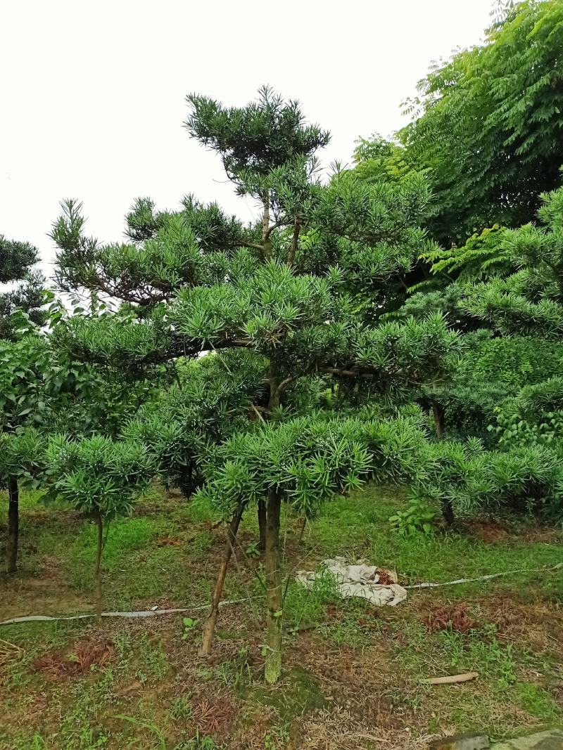 罗汉松小叶中叶造型，庭院苗木，欢迎老板实地下单