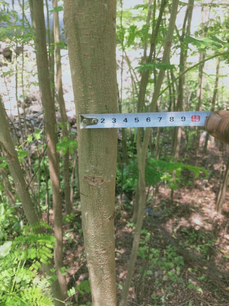 凤凰木苗（米径3-8cm），需要的朋友联系