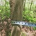 凤凰木苗（米径3-8cm），需要的朋友联系