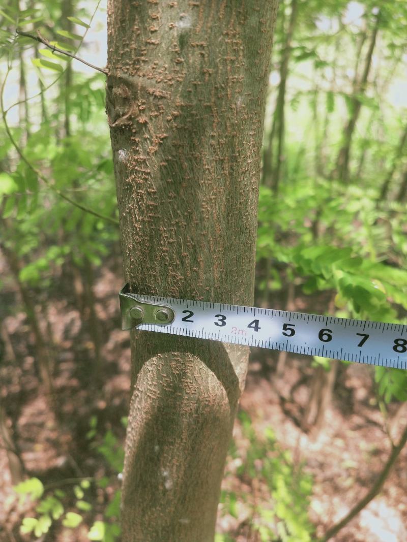 凤凰木苗（米径3-8cm），需要的朋友联系