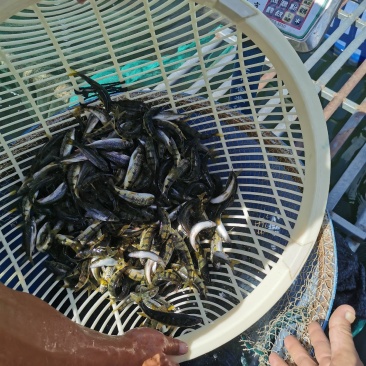 溪石斑鱼，淡水石斑鱼，光唇鱼，大鱼一两一条