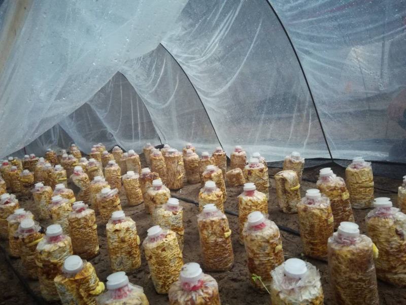 桑黄菌棒桑黄菌带买桑黄菌棒送技术指导