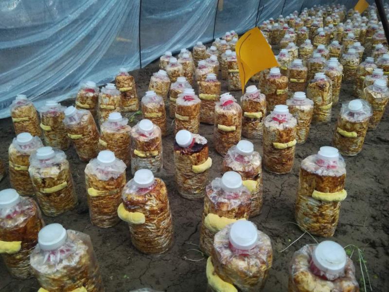 桑黄菌棒桑黄菌带买桑黄菌棒送技术指导
