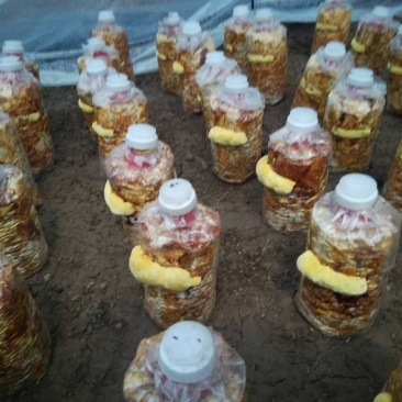 桑黄菌棒桑黄菌带买桑黄菌棒送技术指导