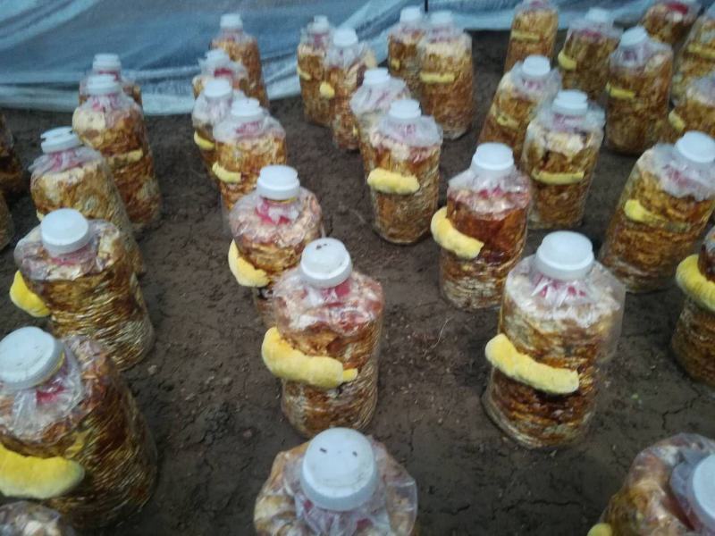 桑黄菌棒桑黄菌带买桑黄菌棒送技术指导
