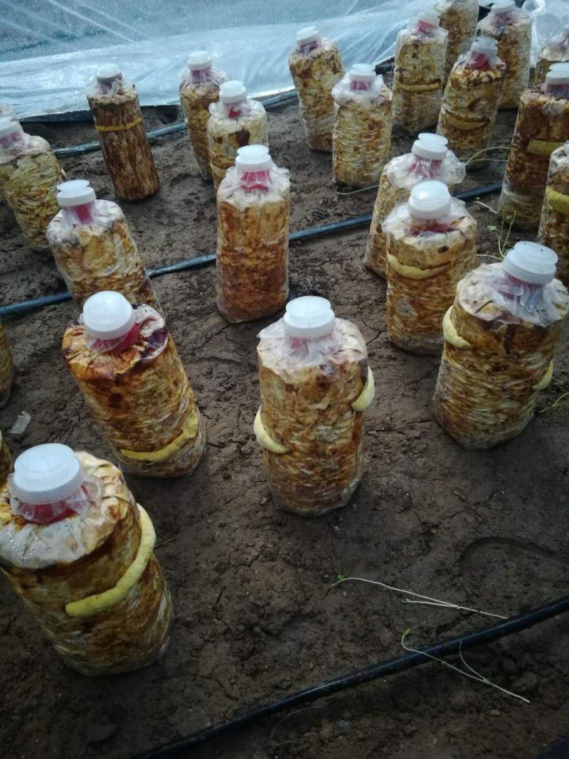 桑黄菌棒桑黄菌带买桑黄菌棒送技术指导