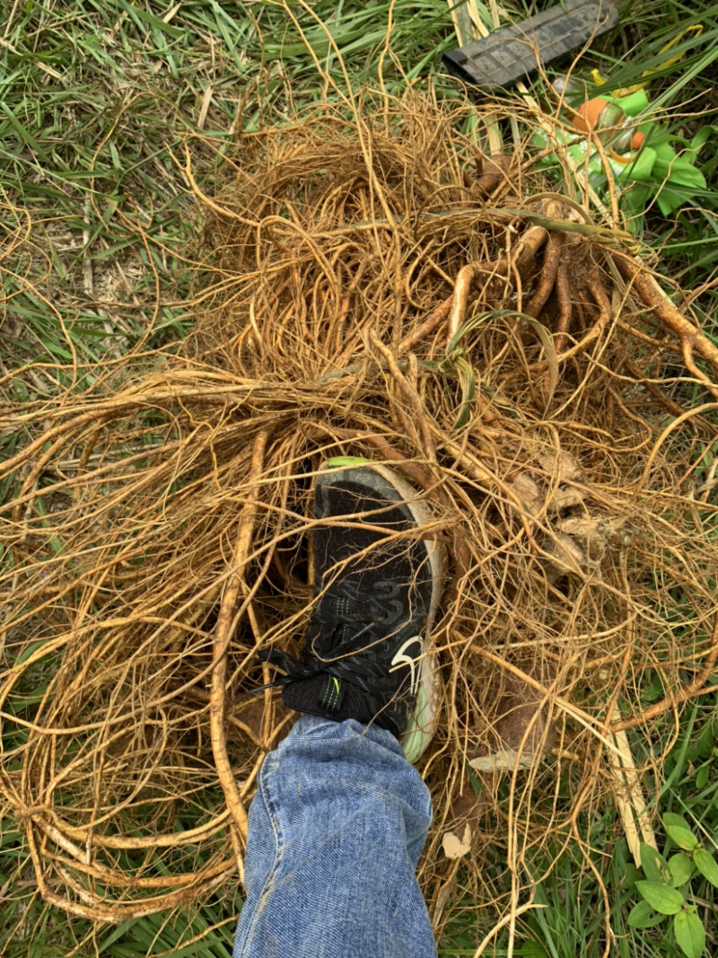 供应种植五指毛桃鲜货