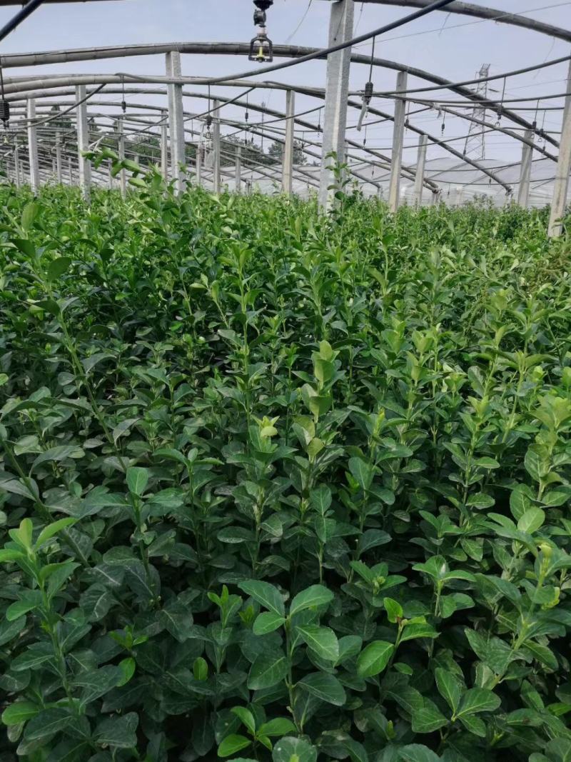 扶芳藤，基地直销，常年销售各种绿化苗木。