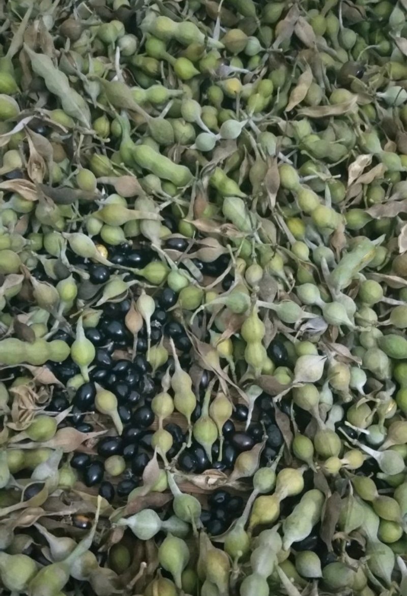 山豆根种子，带壳，净籽，便宜卖！