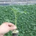 大红番茄种子福瑞迪石头果西红柿种子红色硬果番茄