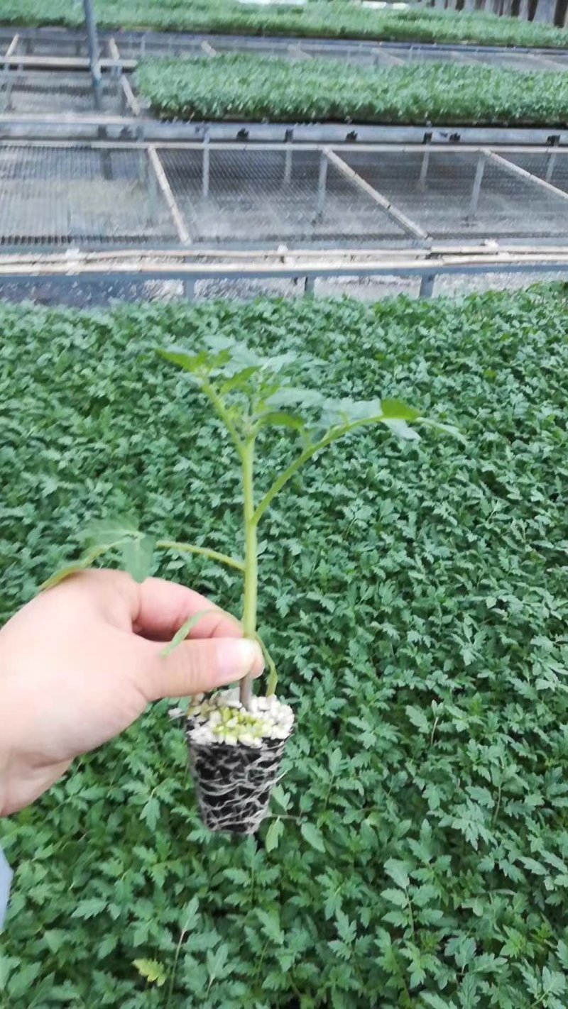 大红番茄种子福瑞迪石头果西红柿种子红色硬果番茄