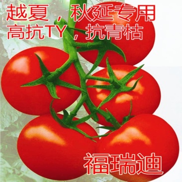 大红番茄种子福瑞迪石头果西红柿种子红色硬果番茄