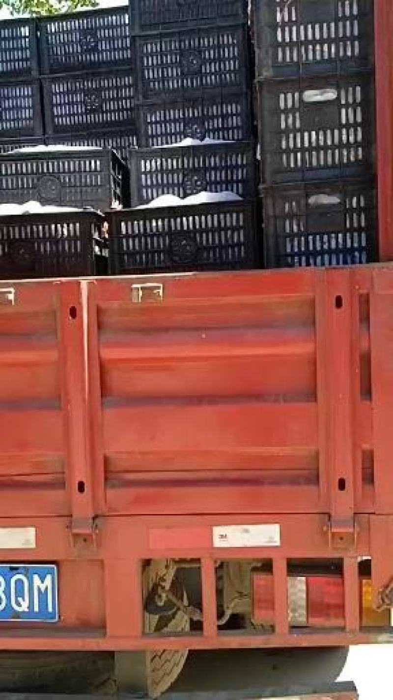 河南李子红宝石李子红布朗李澳洲红李。产地直供