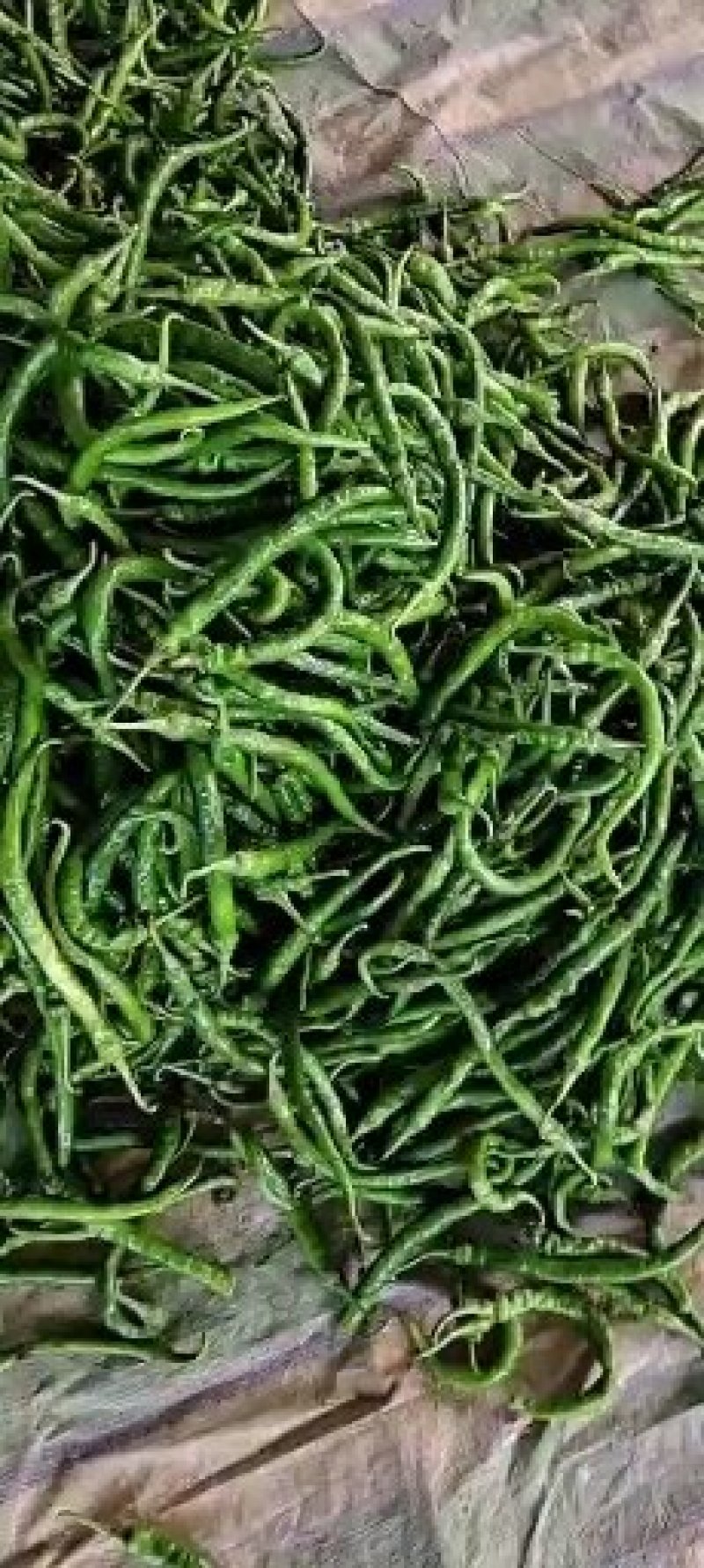 精品线椒10~15厘米青质量保证，全国代发！