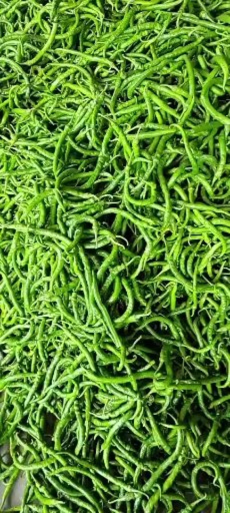 精品线椒10~15厘米青质量保证，全国代发！