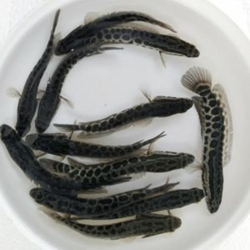 黑鱼苗乌鱼，免费检测水质，鱼塘规划及鱼苗搭配