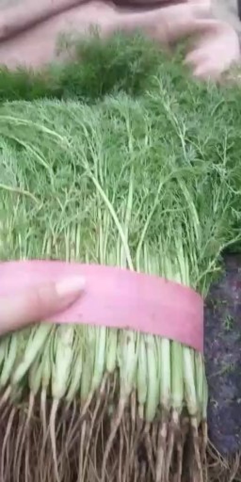 精品茴香大量上市一手货源走超市，水饺水饺厂欢迎合作