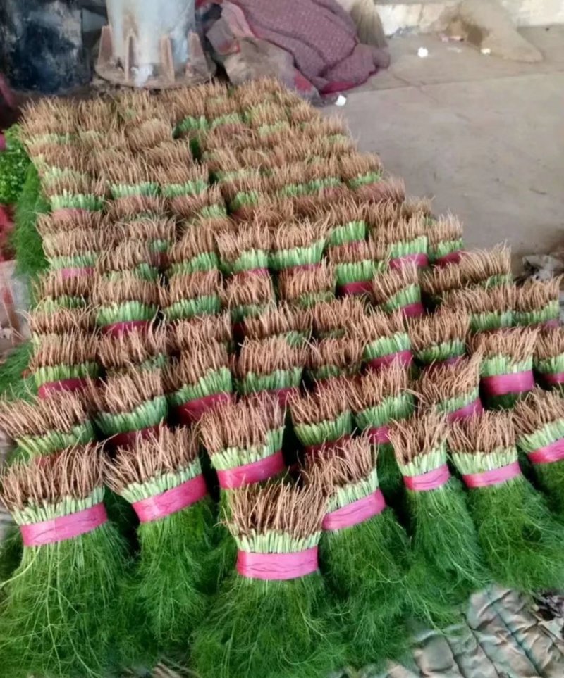 精品茴香大量上市一手货源走超市，水饺水饺厂欢迎合作