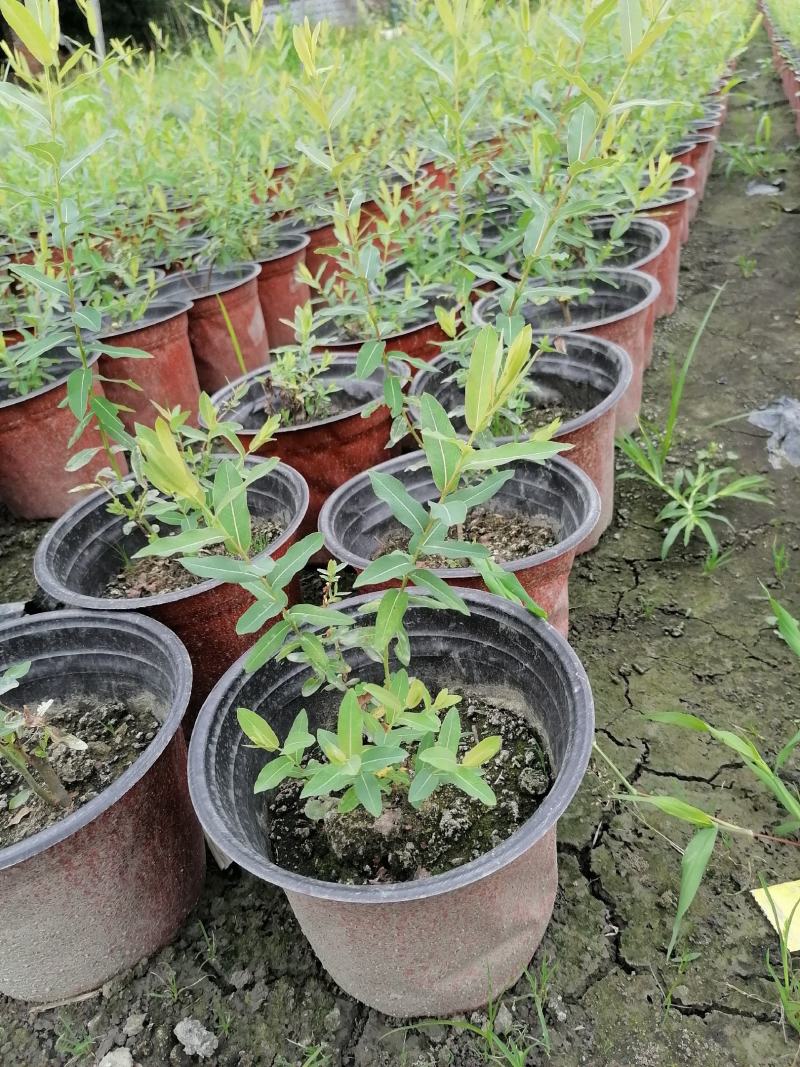 自家苗圃供应金丝桃金丝桃基地直销杯苗