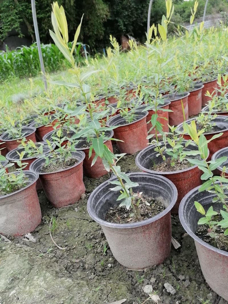 自家苗圃供应金丝桃金丝桃基地直销杯苗