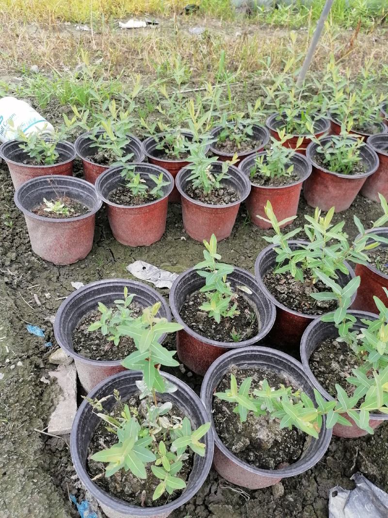 自家苗圃供应金丝桃金丝桃基地直销杯苗