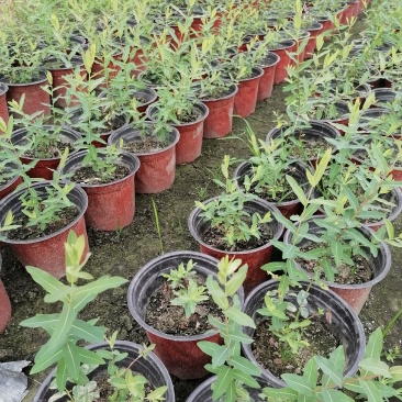 自家苗圃供应金丝桃金丝桃基地直销杯苗