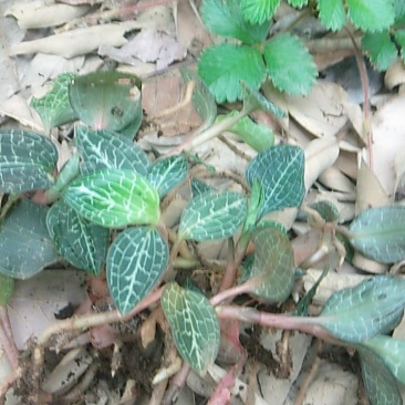 i深山野生金线莲现采