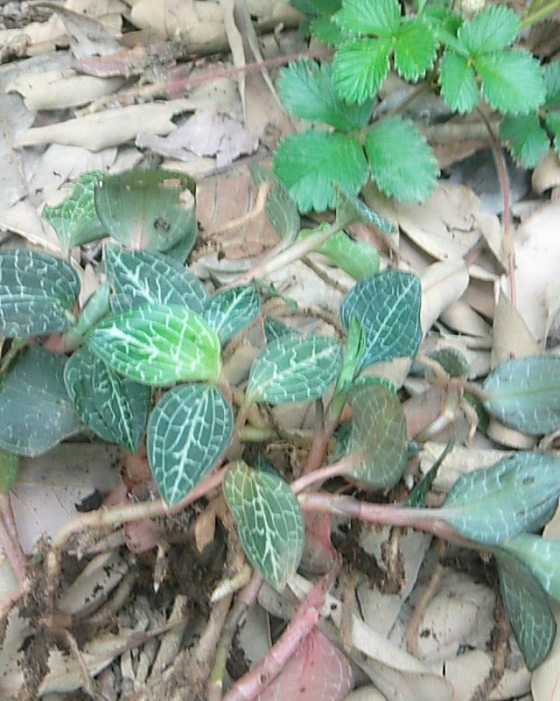 i深山野生金线莲现采