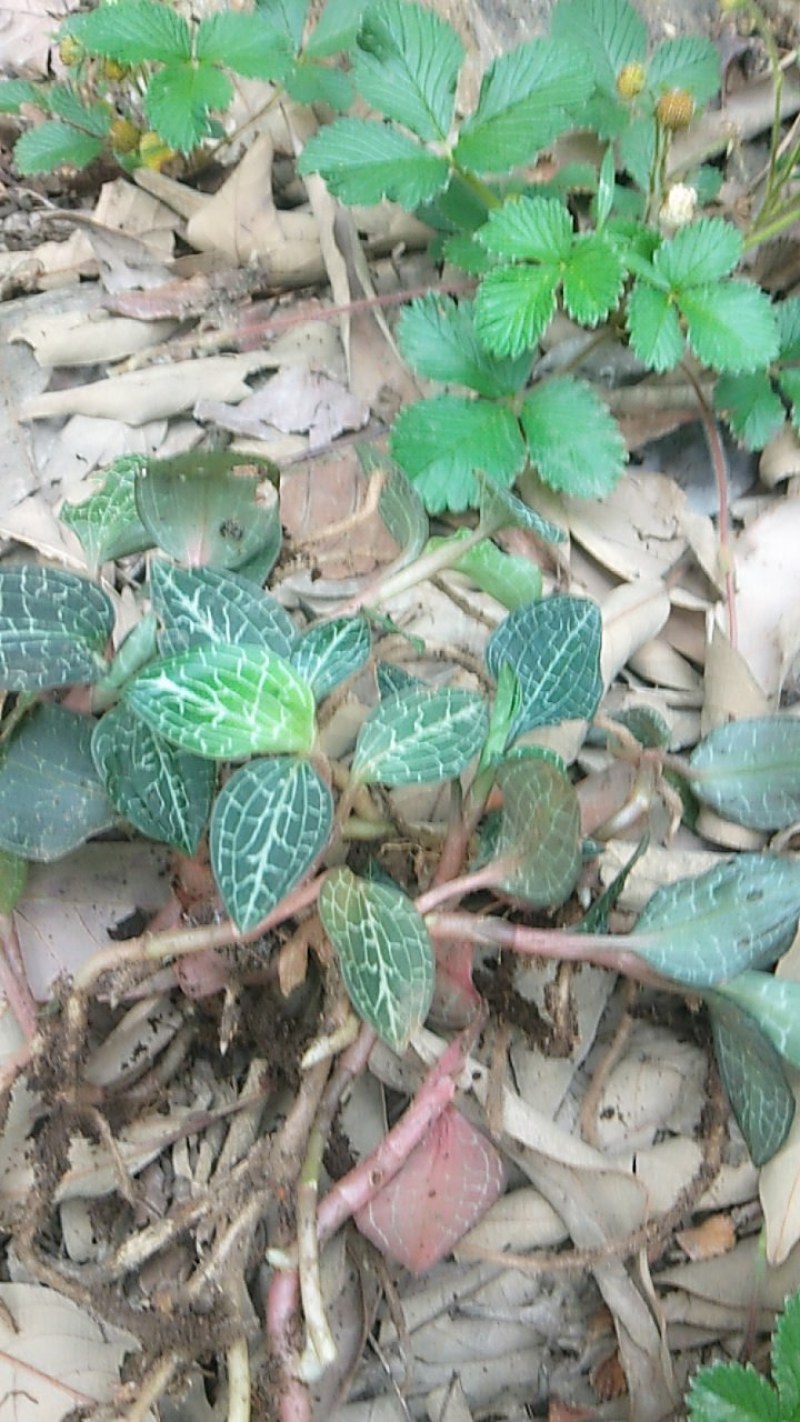 i深山野生金线莲现采