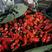 红泡椒山东鲁南精品红泡椒产地直发大量供应