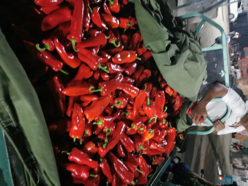 红泡椒山东鲁南精品红泡椒产地直发大量供应
