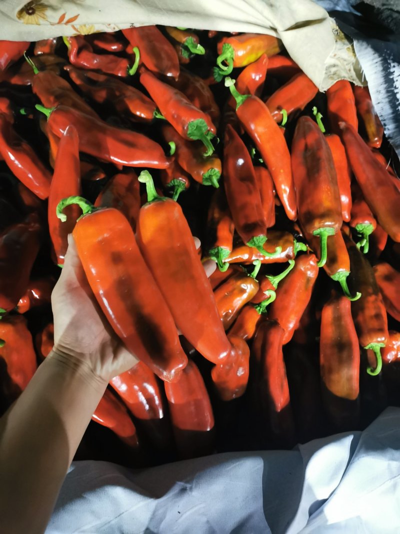 红泡椒山东鲁南精品红泡椒产地直发大量供应