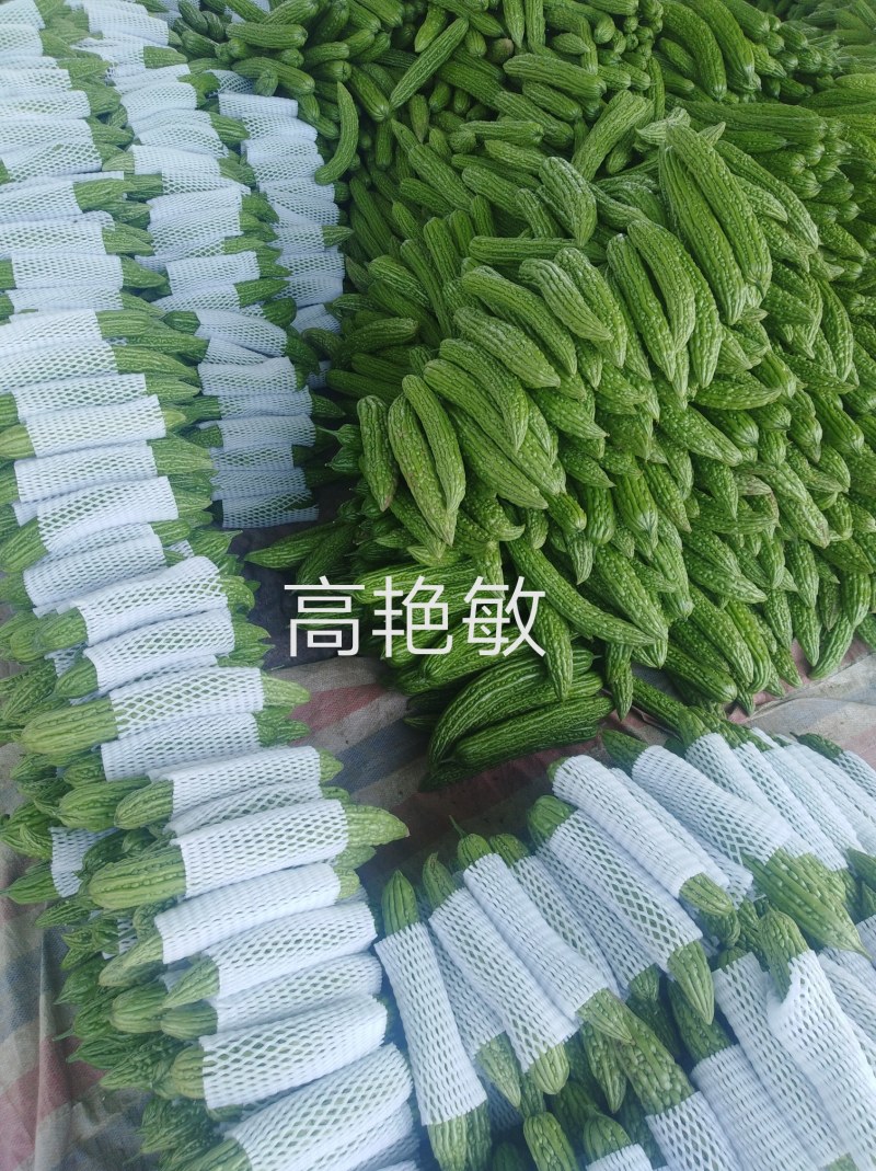 精品油绿苦瓜河南焦作博爱县产地直供货源充足可看货